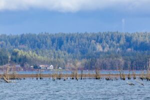 Homes among evergreen trees near Puget Sound north of Seattle