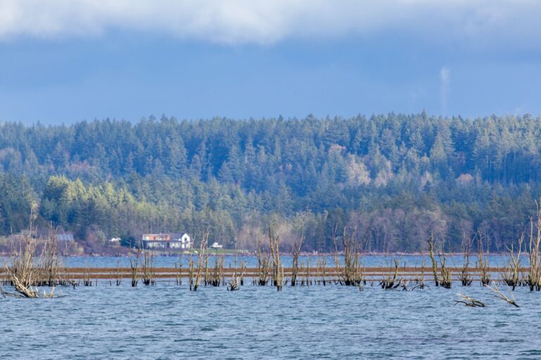 Homes among evergreen trees near Puget Sound north of Seattle