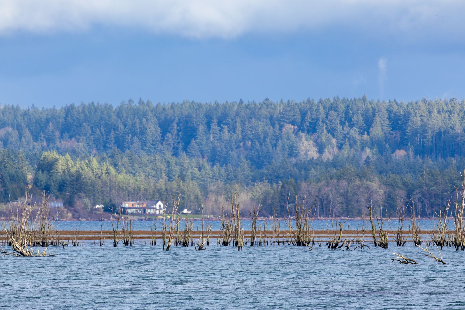 Homes among evergreen trees near Puget Sound north of Seattle